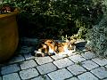 Caramel 09-04 008